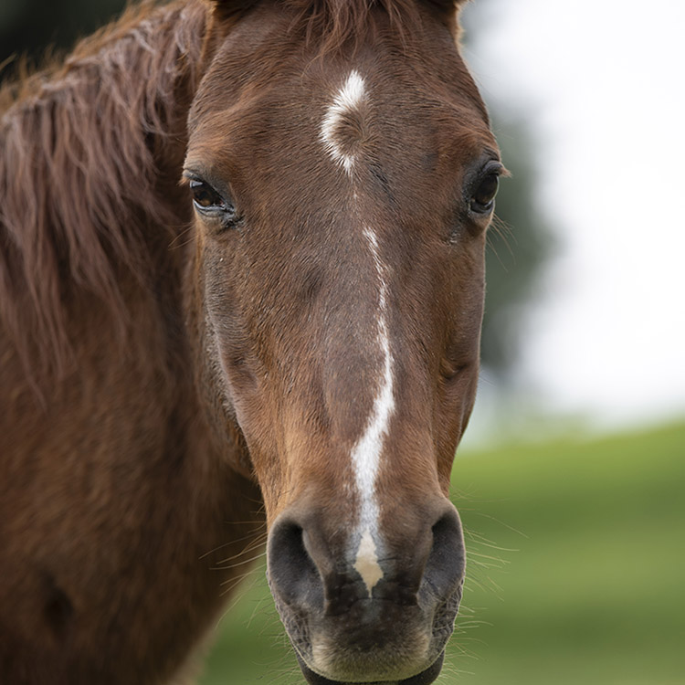 Two Bear Therapeutic Riding Center