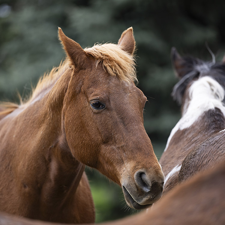 Two Bear Therapeutic Riding Center