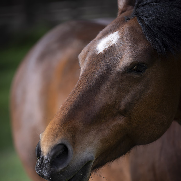 Two Bear Therapeutic Riding Center